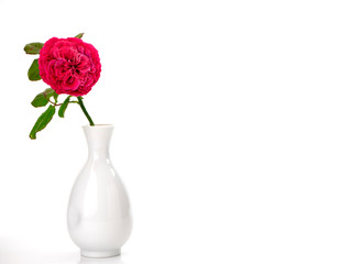 Beautiful red roses in white vase on white