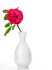 Beautiful red roses in white vase on white