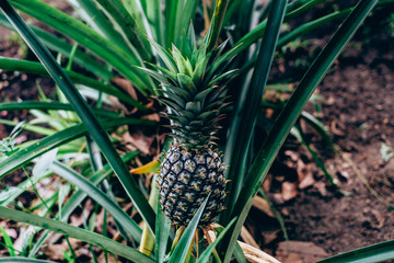 Fototapeta premium Pineapple plant with its growing fruit. Selective focus. Copy space.