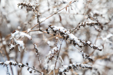 Snow on Plants