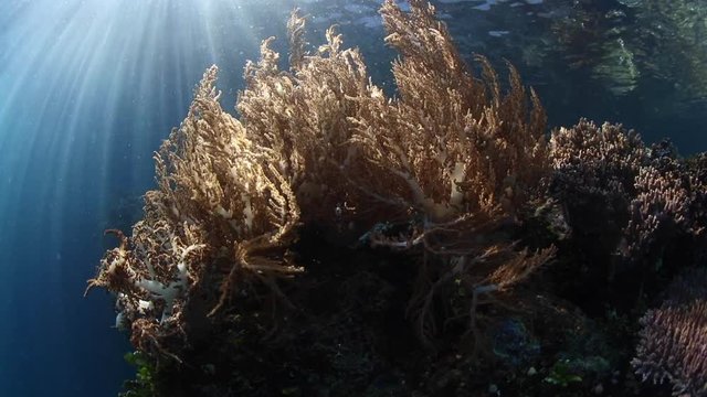 Beams of Light and Soft Coral in Raja Ampat