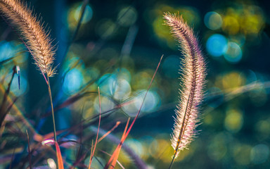 Colored bokeh behind wild grasses.