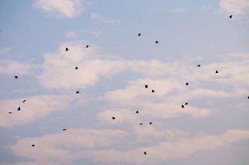 Flying birds in the sky during sunset