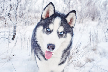 Siberian Husky dog playing in the winter snowy forest