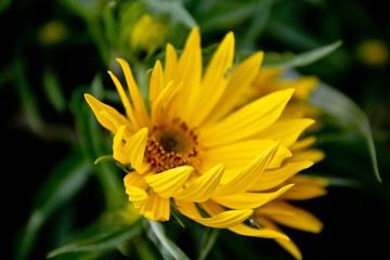 Flowers Bloom Petals Colorful Nature
