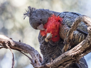 Gang Gang Cockatoos Pair © Graham