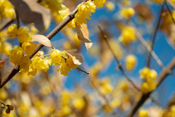 冬の花