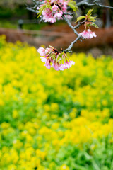 桜と菜の花
