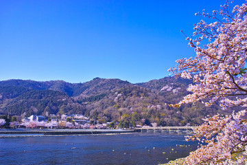 京都嵐山、春の桜咲く渡月橋

