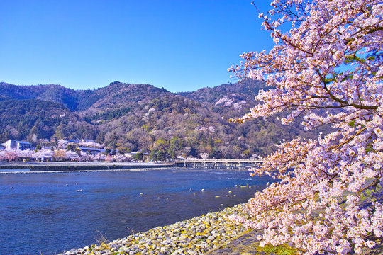 京都嵐山、春の桜咲く渡月橋
