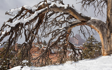 The snow covered bare branches of a dead ponderosa pine frame the distant peak of Red Butte on Kolob mountain in Southern Utah.