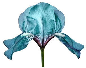 Iris turquoise flower on white isolated background with clipping path.  Closeup.  Nature.