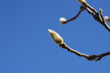Tokyo,Japan-December 30, 2018: Buds of Magnolia heptapeta on bright blue sky background in the winter
