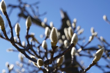 Tokyo,Japan-December 30, 2018: Buds of Magnolia heptapeta on bright blue sky background in the winter