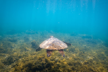 Fototapeta na wymiar Green sea turtle swimming at Fitzroy Island