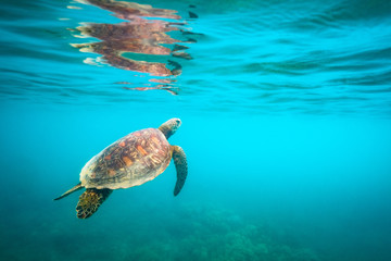 Naklejka na ściany i meble Green sea turtle swimming at Fitzroy Island
