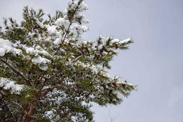 雪と松