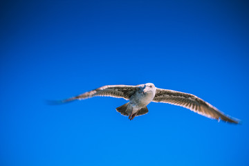 Seagull