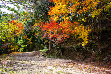Naklejka premium autumn in the park