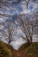 枯れ木と冬の空