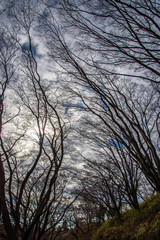 枯れ木と冬の空