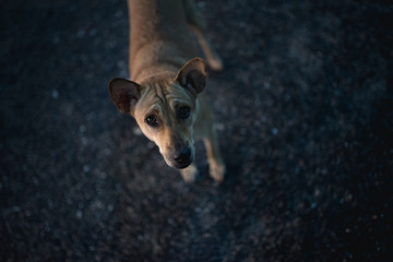 wandering dog on island in Thailand, dark night streets, looking, sight, 