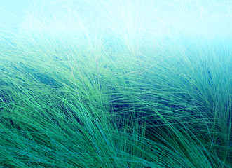 Beautiful background of green leaves on background