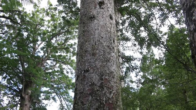 Kauri tree coromandel peninsula new zealand