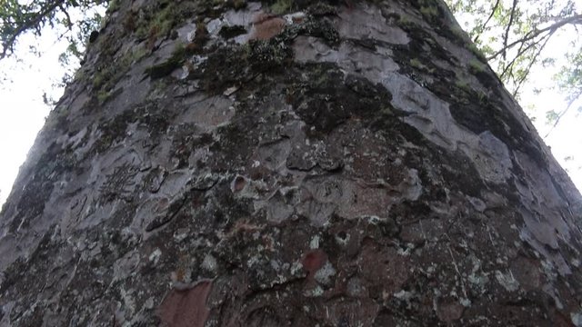 Kauri tree log new zealand coromandel peninsula