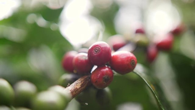 Ripe and Green Coffee Berries at Organic Plantation Farm. Bali, Indonesia. 4K Slowmotion.