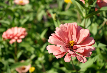Fototapeta premium pink flowers in the garden