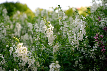 white flowers in the garden