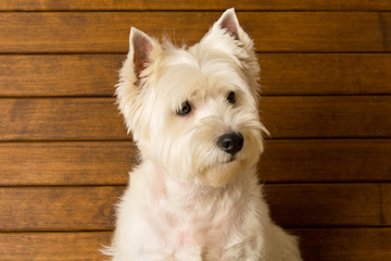 The West highland white Terrier sits against a wooden wall. Close up
