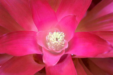 Beautiful pink flower a photographed close up