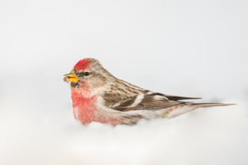 Redpoll on the snow, Acanthis flammea