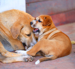 macro photo of a little puppy street