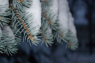 branch of blue spruce under the snow
