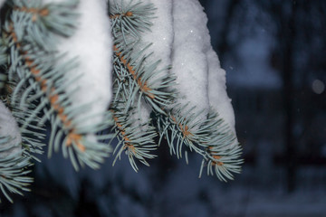 branch of blue spruce under the snow