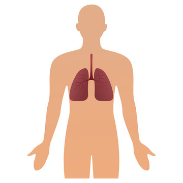 Human silhouette with inflamed respiratory system lungs showing diseases like asthma and bronchitis vector illustration.
