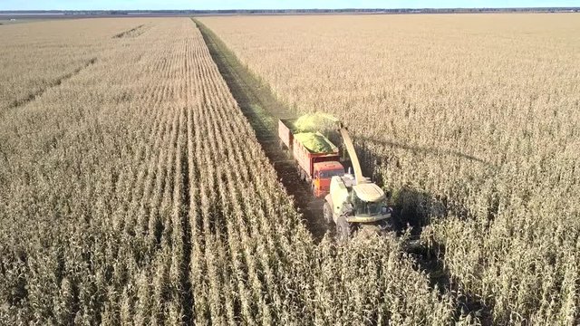 beautiful picture flycam hangs over corn harvester pouring silage into truck trailer making track among boundless field