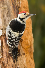 White-backed Woodpecker on the tree, Dendrocopos leucotos