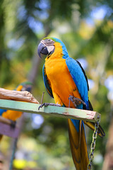 Macro photo of nature blue macaw parrots