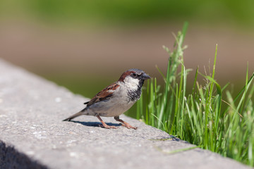 portrait of a sparrow