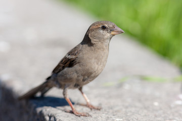 sparrow on a stone closeup