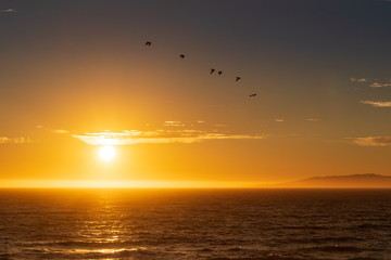 Flock of birds searching for dinner at sunset