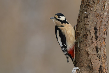Great Spotted Woodpecker  on the tree, Dendrocopos major