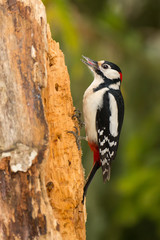 Great Spotted Woodpecker  on the tree, Dendrocopos major