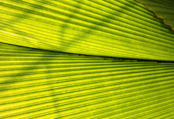 Bright macro photo of a green large leaf illuminated