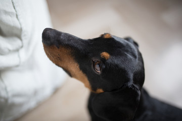 Portrait of a dog at the kitchen table