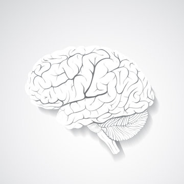 Paper human brain